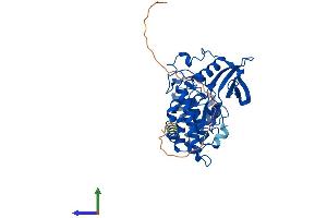 AlphaFold protein structure predicition of Mouse Recombinant Csnk2a1 Protein, UniprotID Q60737