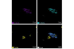 Immunofluorescence staining of human appendix tissue sample.