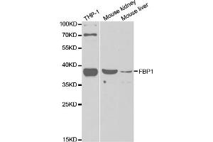 Western blot analysis of extracts of various cell lines, using FBP1 antibody (ABIN5973135) at 1/1000 dilution. (FBP1 anticorps)