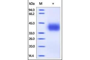 Human PD-L1, His Tag (HPLC-verified) on SDS-PAGE under reducing (R) condition.