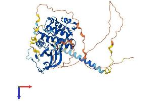 AlphaFold protein structure predicition of Human Recombinant PKMYT1 Protein, UniprotID Q99640
