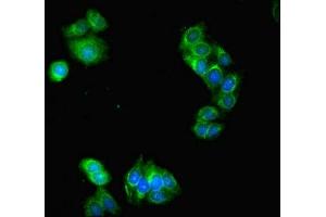 Immunofluorescent analysis of HepG2 cells using ABIN7151711 at dilution of 1:100 and Alexa Fluor 488-congugated AffiniPure Goat Anti-Rabbit IgG(H+L)