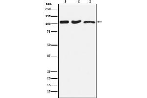 Western blot analysis of DISC1 expression in (1) HeLa cell lysate, (2) RAW264.
