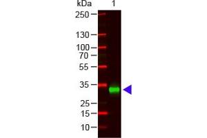 Image no. 1 for Goat anti-Human IgG (Fc Region) antibody (ABIN1102394) (Chèvre anti-Humain IgG (Fc Region) Anticorps)