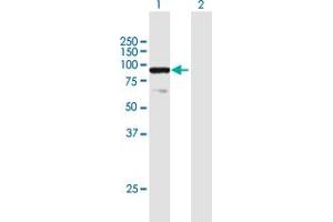 Western Blot analysis of ELF1 expression in transfected 293T cell line by ELF1 MaxPab polyclonal antibody. (ELF1 anticorps  (AA 1-619))
