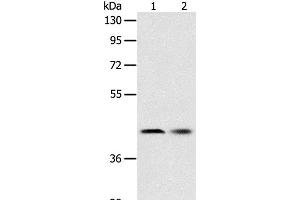 Western Blot analysis of Human fetal liver tissue and Hela cell using SERPINA5 Polyclonal Antibody at dilution of 1:700 (SERPINA5 anticorps)