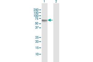 Western Blot analysis of DOK1 expression in transfected 293T cell line by DOK1 MaxPab polyclonal antibody. (DOK1 anticorps  (AA 1-481))