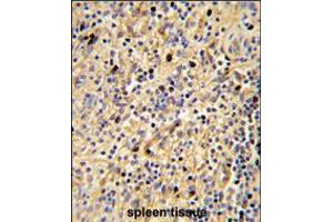 Formalin-fixed and paraffin-embedded human spleen tissue reacted with SIGLEC12 Antibody , which was peroxidase-conjugated to the secondary antibody, followed by DAB staining. (SIGLEC12 anticorps  (C-Term))