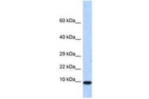 Image no. 1 for anti-Pterin-4 alpha-Carbinolamine Dehydratase/dimerization Cofactor of Hepatocyte Nuclear Factor 1 alpha (PCBD1) (N-Term) antibody (ABIN6740525) (PCBD1 anticorps  (N-Term))