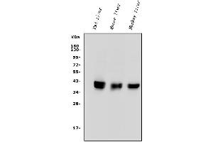 Western blot analysis of PON1 using anti-PON1 antibody (ABIN7600530).