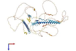 AlphaFold protein structure predicition of Mouse Recombinant Gatad2a Protein, UniprotID Q8CHY6