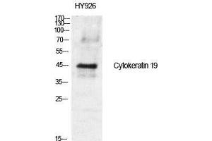 Western Blot (WB) analysis of specific cells using Cytokeratin 19 Polyclonal Antibody. (Cytokeratin 19 anticorps  (Internal Region))