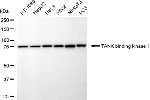Western blotting analysis using TANK binding kinase 1 antibody (ABIN7800508).