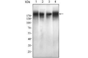 Western blot analysis using EGFR mutant mouse mAb against SPC-A-1 (1), A549 (2), HepG2 (3) and MCF-7 (4) cell lysate. (EGFR Mutant (AA 693-893) anticorps)