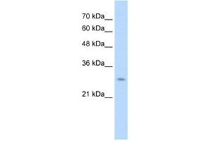 WB Suggested Anti-UBE2J2 Antibody Titration:  1.