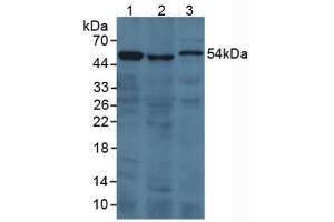 Figure. (Prothrombin Fragment 1+2 anticorps  (AA 44-327))