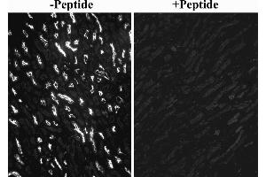 Fig B: ABIN7013885 (0.