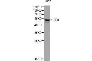 Western blot analysis of extracts of THP-1 cells, using IRF8 antibody (ABIN6290501) at 1:1000 dilution. (IRF8 anticorps)