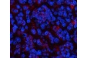 Immunofluorescence analysis of Mouse spleen tissue using CBX3 Monoclonal Antibody at dilution of 1:200. (CBX3 anticorps)