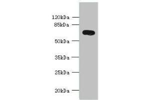 Western blot All lanes: KCNS2 antibody at 4 μg/mL + Mouse eye tissue Secondary Goat polyclonal to rabbit IgG at 1/10000 dilution Predicted band size: 54 kDa Observed band size: 54 kDa (KCNS2 anticorps  (AA 1-183))