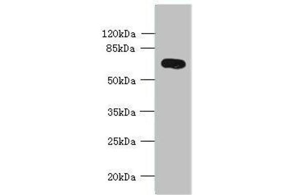 KCNS2 anticorps  (AA 1-183)