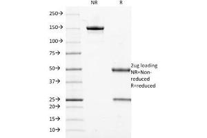 SDS-PAGE Analysis of Purified, BSA-Free Cytokeratin 18 Antibody (clone DE-K18).