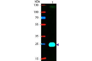 Western blot of Phycoerythrin conjugated Goat F(ab’)2 Anti-Mouse IgG F(ab’)2 Pre-Adsorbed secondary antibody. (Chèvre anti-Souris IgG (F(ab')2 Region) Anticorps (PE) - Preadsorbed)