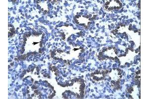 Image no. 1 for anti-Apurinic/Apyrimidinic Endonuclease 1 (APEX1) (AA 79-128) antibody (ABIN202230)