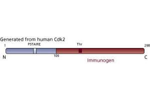 Image no. 3 for anti-Cyclin-Dependent Kinase 2 (CDK2) (AA 109-298) antibody (ABIN967777) (CDK2 anticorps  (AA 109-298))