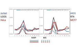 PAGE-MAP (microsphere affinity proteomics) of Rabbit Anti-MEK2/MAP2K2 Antibody (Catalog Number: 600-401-GQ2, Lot Number: 36409).