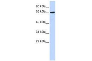 Image no. 1 for anti-Early B-Cell Factor 4 (EBF4) (AA 107-156) antibody (ABIN6740319) (EBF4 anticorps  (AA 107-156))