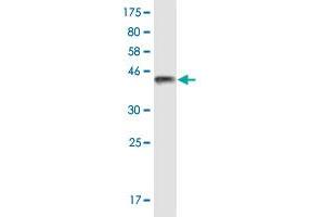 Western Blot detection against Immunogen (37.