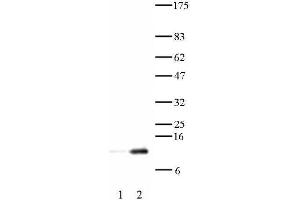 Histone H4 acetyl Lys12 antibody tested by Western blot. (Histone H4 anticorps  (acLys12))