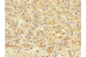 Immunohistochemistry of paraffin-embedded human adrenal gland tissue using ABIN7172677 at dilution of 1:100 (TAF13 anticorps  (AA 1-124))