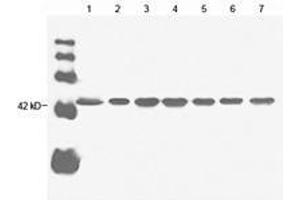 Lane 1: 20 µg Hela cell lysate Lane 2: 20 µg sp2/0 cell lysate Lane 3: 20 µg goat muscle lysate Lane 4: 20 µg rabbit muscle lysate Lane 5: 20 µg chicken muscle lysate Lane 6: 20 µg CHO cell lysate Lane 7: 20 µg fish muscle lysate Primary antibody: 1 µg/mL Anti-beta-actin Monoclonal Antibody (Mouse) (ABIN396859) Secondary antibody: Goat Anti-Mouse IgG (H&L) [HRP] Polyclonal Antibody (ABIN398387, 1: 20,000) (beta Actin anticorps)