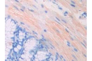 Detection of PGP in Mouse Colon Tissue using Polyclonal Antibody to Phosphoglycolate Phosphatase (PGP) (PGP anticorps  (AA 81-321))