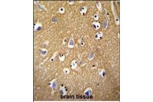 BCAN antibody (C-term) (ABIN652096 and ABIN2840547) immunohistochemistry analysis in formalin fixed and paraffin embedded human brain tissue followed by peroxidase conjugation of the secondary antibody and DAB staining. (BCAN anticorps  (C-Term))