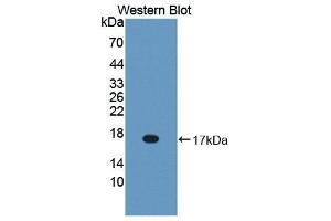Western Blotting (WB) image for anti-Bactericidal/Permeability Increasing Protein (BPI) (AA 320-457) antibody (ABIN1866935) (BPI anticorps  (AA 320-457))