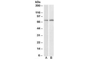 Western blot testing of HepG2 [A] and K562 [B] lysates with CYP2B6 antibody at 0. (CYP2B6 anticorps)