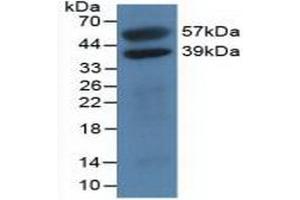 Western blot analysis of recombinant Human H2AFY. (H2AFY anticorps  (AA 109-369))