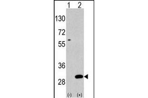 Western blot analysis of UBTD1(arrow) using rabbit polyclonal UBTD1 Antibody (C-term ) polyclonal antibody (ABIN387937 and ABIN2844471). (UBTD1 anticorps  (C-Term))