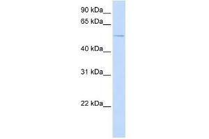 ACVR1 antibody used at 1 ug/ml to detect target protein. (ACVR1 anticorps  (N-Term))