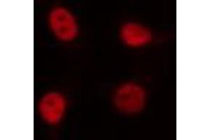 ABIN6274380 staining 293 cells by IF/ICC.