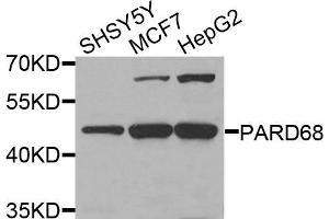 Western blot analysis of extracts of various cells, using PARD6B antibody. (PARD6B anticorps)