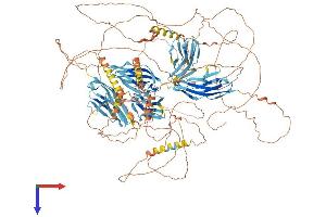 AlphaFold protein structure predicition of Mouse Recombinant Mypn Protein, UniprotID Q5DTJ9