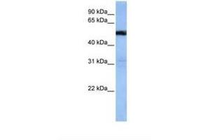 Image no. 1 for anti-TRAF3 Interacting Protein 3 (TRAF3IP3) (AA 212-261) antibody (ABIN6738646) (TRAF3IP3 anticorps  (AA 212-261))