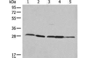 Western blot analysis of 293T Hela 231 HEPG2 and A431 cell lysates using RPL14 Polyclonal Antibody at dilution of 1:800 (RPL14 anticorps)