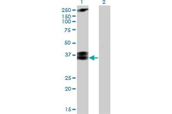 CACNG3 antibody  (AA 199-297)
