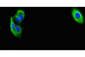 Immunofluorescent analysis of HepG2 cells using ABIN7166464 at dilution of 1:100 and Alexa Fluor 488-congugated AffiniPure Goat Anti-Rabbit IgG(H+L) (PAR1 anticorps  (AA 42-102))