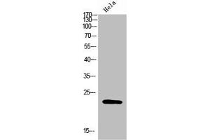Western Blot analysis of Hela cells using FAM3D Polyclonal Antibody diluted at 1:500. (FAM3D anticorps  (AA 121-170))